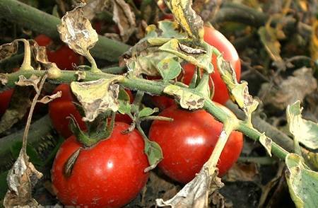 Рассада помидор и её опасные вредители
