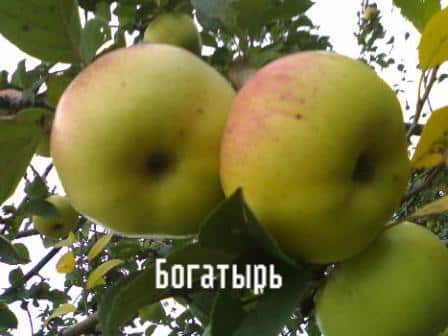 Сорт яблок богатырь: описание, плюсы и минусы, отзывы садоводов о сорте