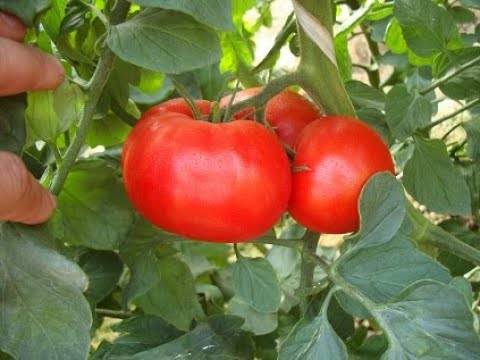 Канопус томат отзывы фото