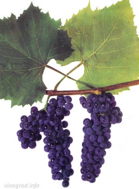 Виноград «альфа»: особенности выращивания