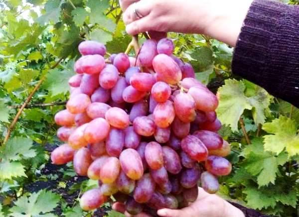 Виноград фурор: урожайность, вкус ягод, параметры куста
