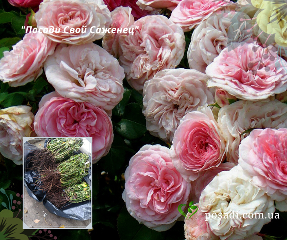 Плетистый сорт роз с крупными цветками нью даун: как выращивать «новый рассвет»