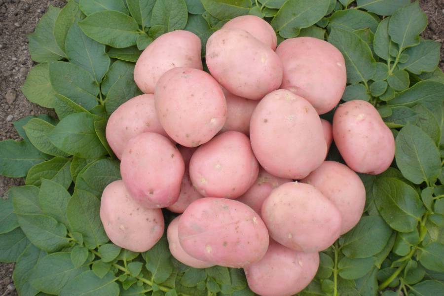 Сорт картофеля рябинушка: характеристика, особенности выращивания и ухода