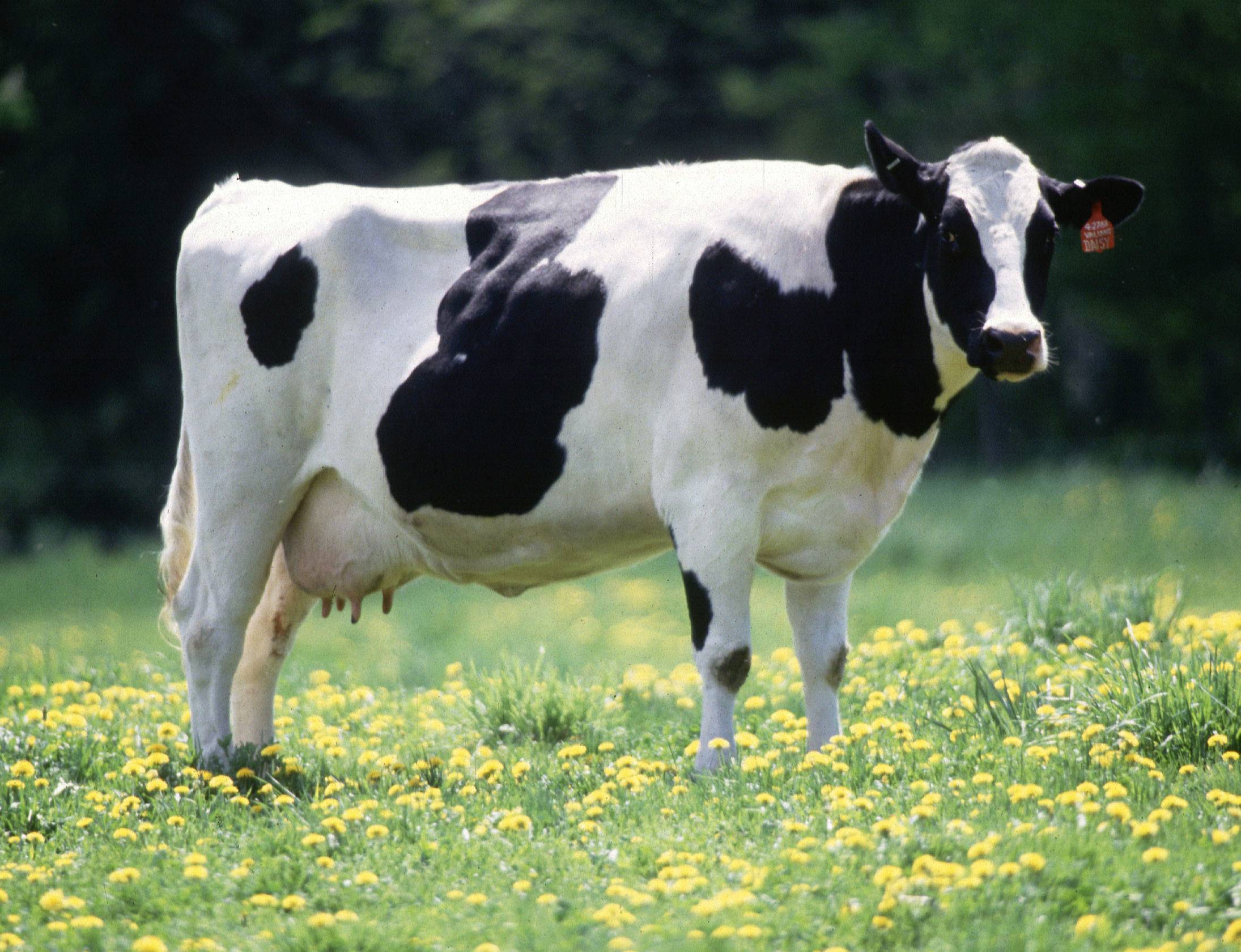Голштинская порода коров: характеристика, описание, фото животных с черно-пестрым и иным окрасом, и сколько стоит голштинизированный вид крс?