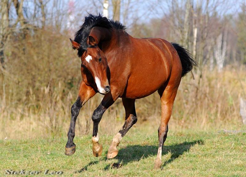 Тракененская порода лошадей: описание характеристик, фото, уход и содержание, отзывы