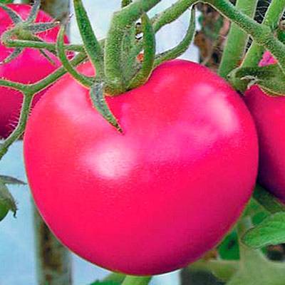 Крупноплодный сорт от болгарских селекционеров — томат «мамина любовь»