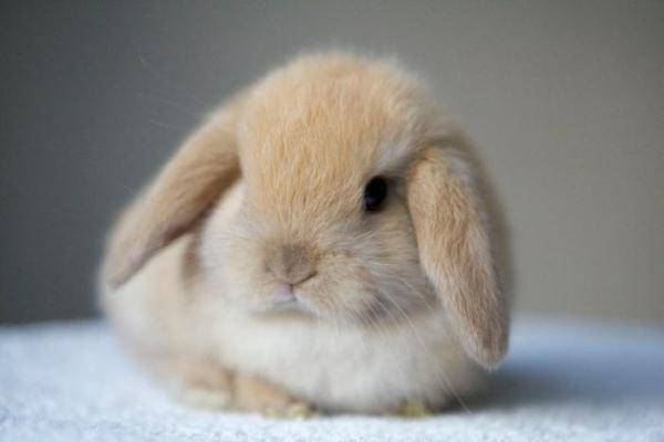 Сколько живут декоративные кролики? средняя продолжительность жизни в домашних условиях. до скольких лет живут стоячеухие кролики?
