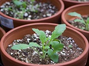 Все о выращивании сальпиглоссиса: когда сажать рассаду, уход в открытом грунте