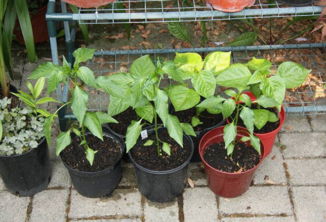Меню для рассады томатов и перцев  – все, что нужно растениям от посева семян до высадки в грунт