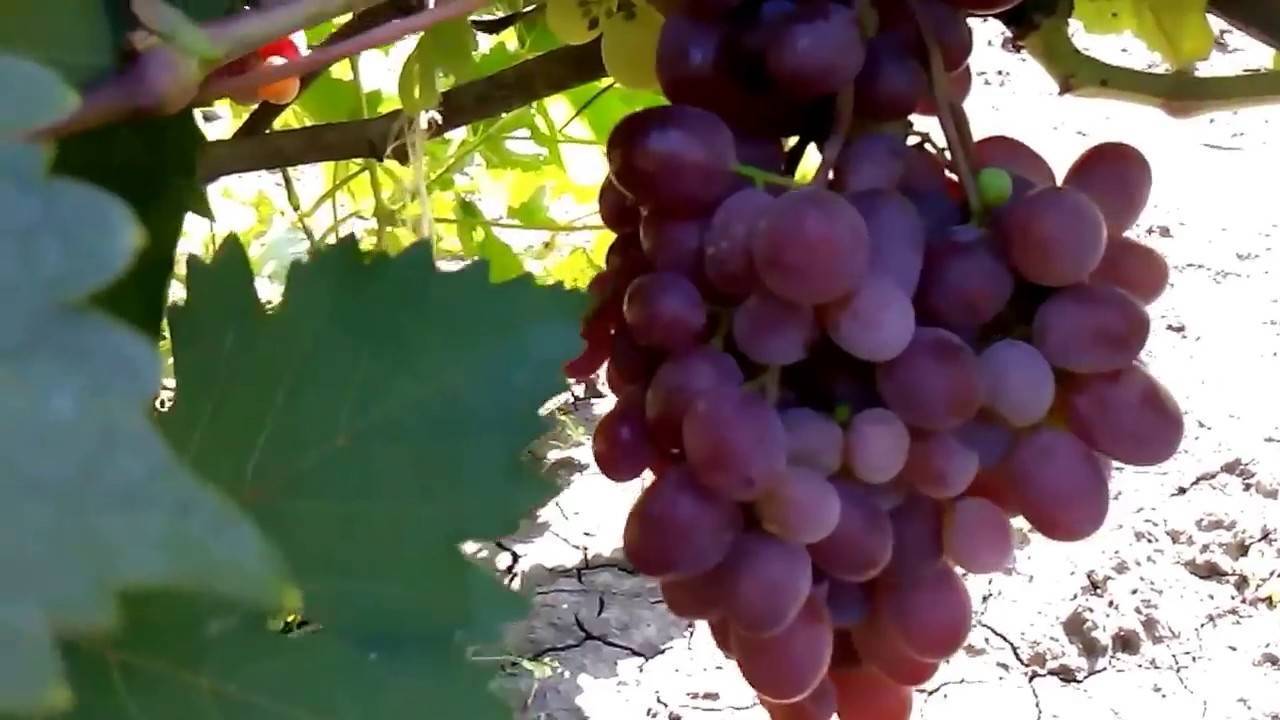 Виноград виктория — ягоды грибы