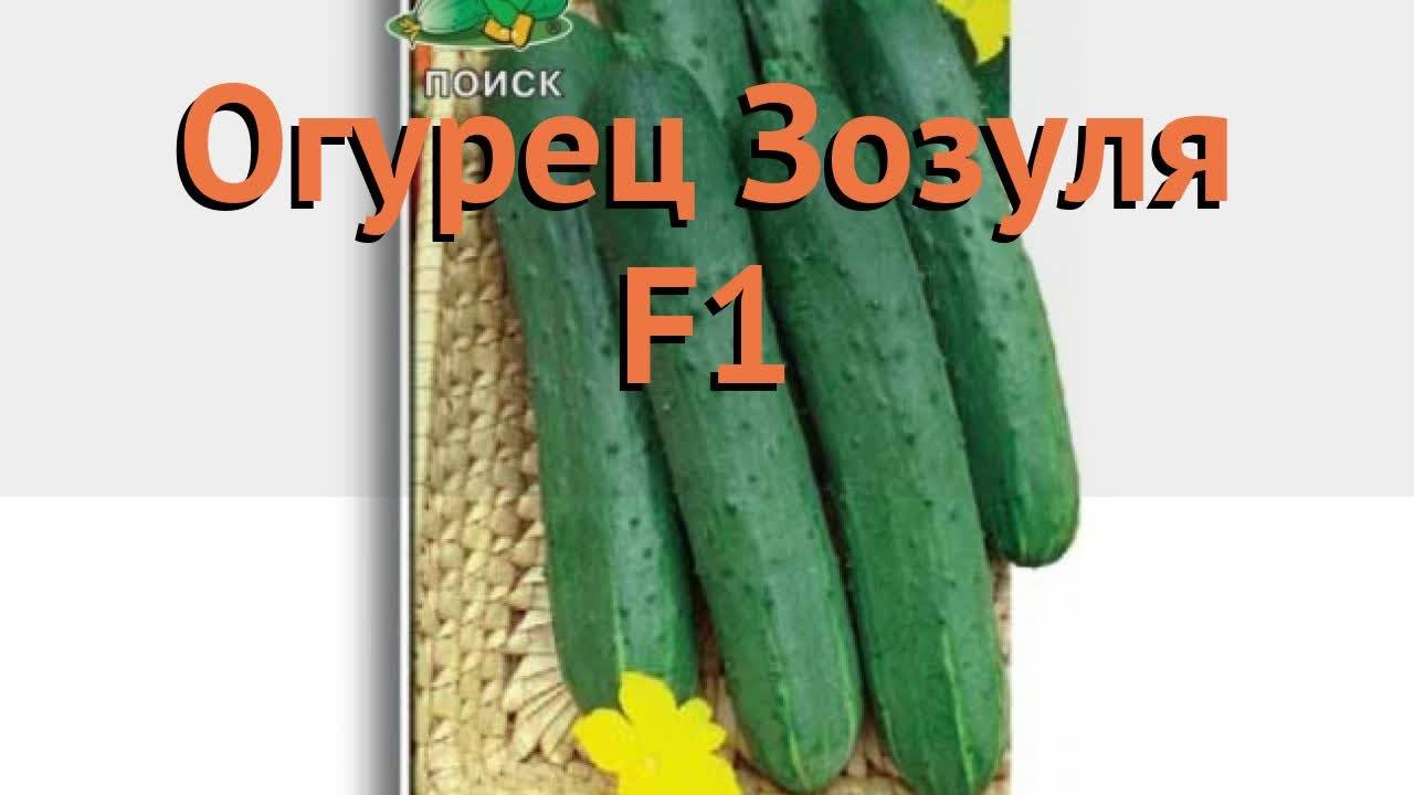 Гибрид огурцов «зозуленок f1»: фото, видео, описание, посадка, характеристика, урожайность, отзывы