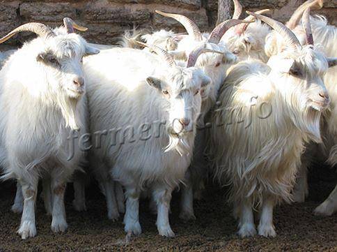 Пуховые козы: характеристики и содержание лучших пород с фото