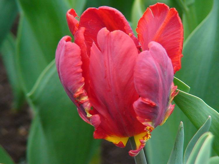 Пересадка тюльпанов весной и осенью, хранение луковиц и подготовка почвы