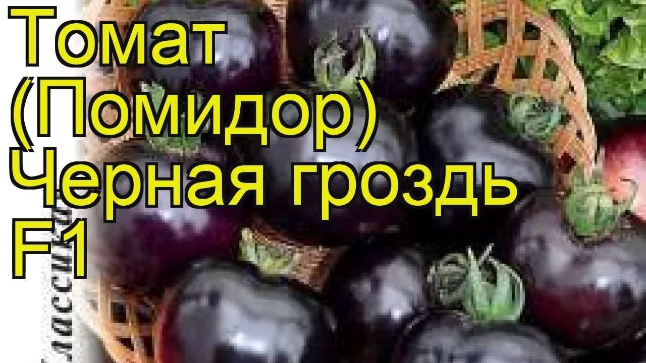 Томат черная богиня характеристика и описание сорта фото