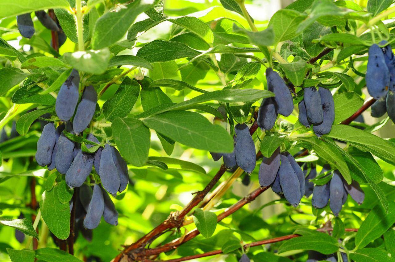 Характеристика и особенности выращивания жимолости сорта синичка