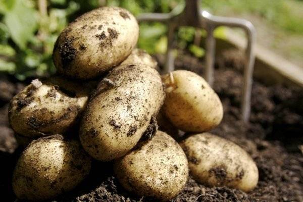 Сорт картофеля уладар: описание сорта, полезные свойства, отзывы
