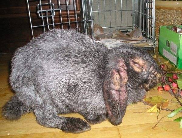 Болезни кроликов: симптомы и их лечение, фото, вирусная геморрагическая, ушей, миксоматоз, глаз, профилактика, какие опасны