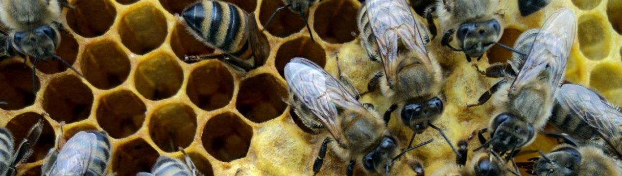 Бакфаст порода пчел: их недостаток, характеристики, описание