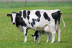 Корова бестужевской породы: фото