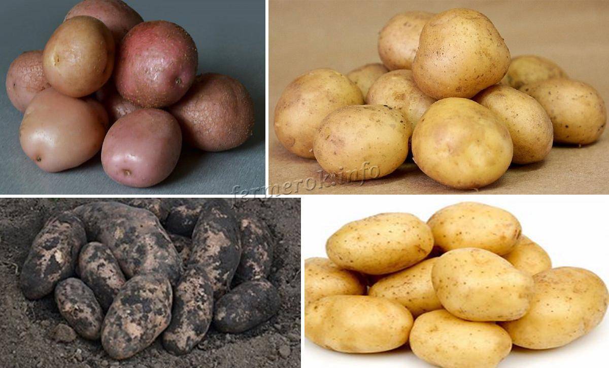 Ранние сорта картофеля для посадки в разных регионах россии. | красивый дом и сад