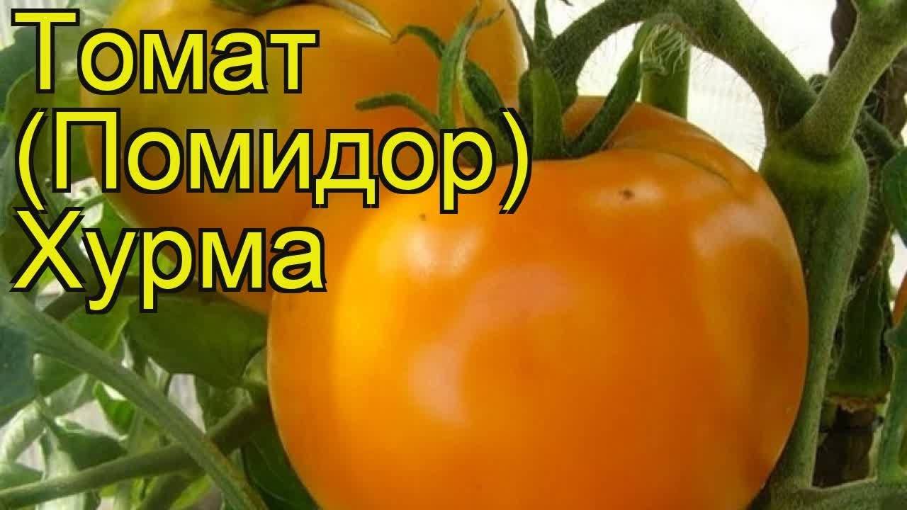 Крупноплодные и вкусные: помидоры с оригинальным названием хурма