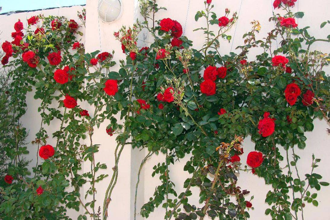 Вьющаяся роза – посадка и уход