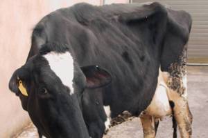 Первые симптомы кетоза у коров и способы лечения