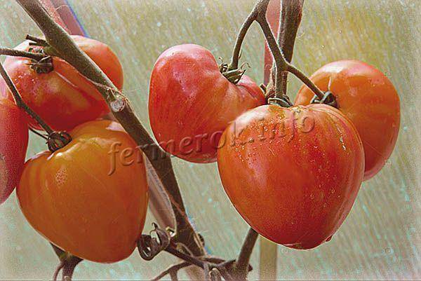 Томат "вельможа": описание сорта и фото, характеристики, советы как растить помидоры