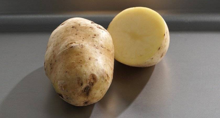 Среднеранний столовый сорт картофеля «айл оф джура»