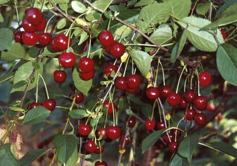 Особенности посадки и выращивания вишни тургеневка