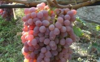 Виноград тайфи – описание сорта, польза и вред
