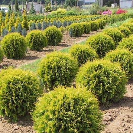 О туе голден смарагд: описание сорта, как посадить и ухаживать за растением