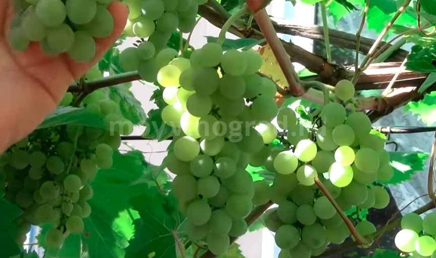 Сорта неукрывного винограда для подмосковья