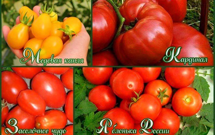 Сорта томатов устойчивых к фитофторе