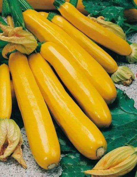 Кабачок цуккини желтый банан f1 - фото урожая, цены, отзывы и особенности выращивания