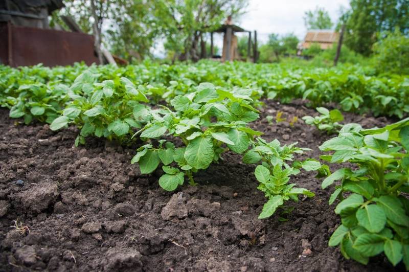 Температура почвы для посадки картофеля весной