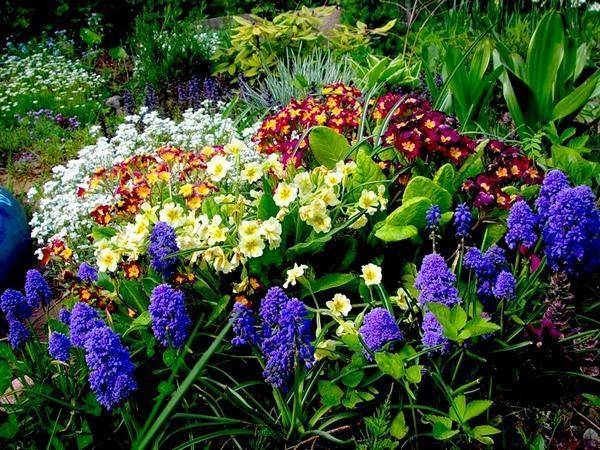 Многолетние дачные цветы для сада и огорода. каталог с описанием
