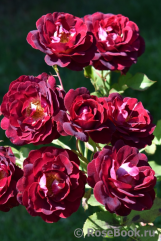 Роза «цезарь» (21 фото): описание плетистого сорта и правила его выращивания