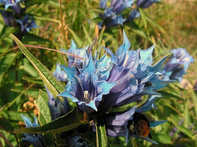 Цветок гентиана или горечавка: фото цветов и описание выращивания. синяя, желтая и бесстебельная горечавка