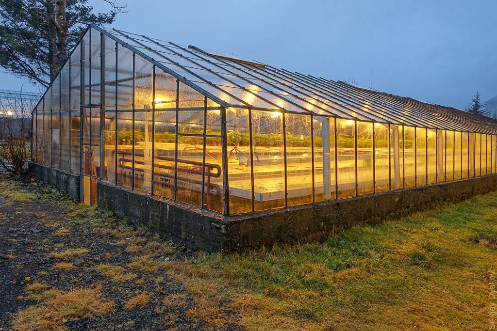 Огурцы зимой: теплица для выращивания огурцов круглый год, технология посадки и ухода в зимней теплице