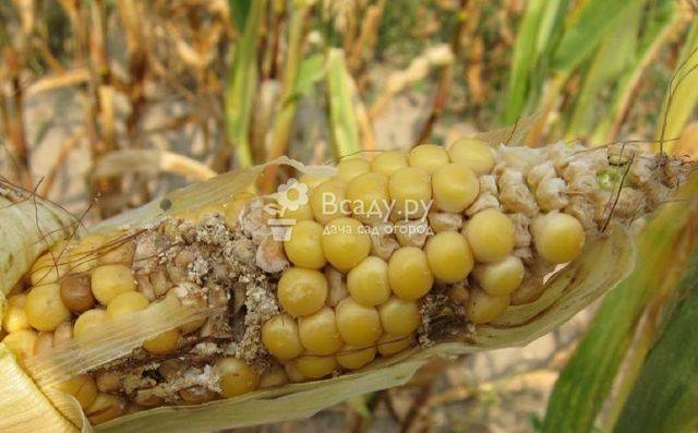 Кукуруза лакомка: описание сорта, фото, посадка и уход, сбор и хранение урожая