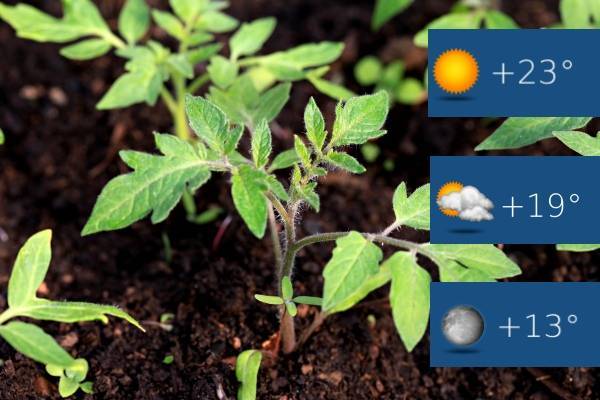 Оптимальная температура для рассады на разных этапах выращивания
