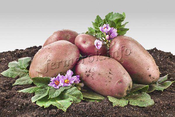 Картофель «киви»: описание сорта, фото, правила выращивания и ухода