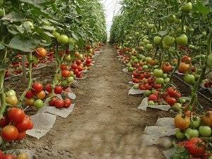 Можно ли сажать огурцы и помидоры вместе в одной теплице из поликарбоната, когда и как это делать: как правильно вырастить томаты с другой культурой, фото плодовых