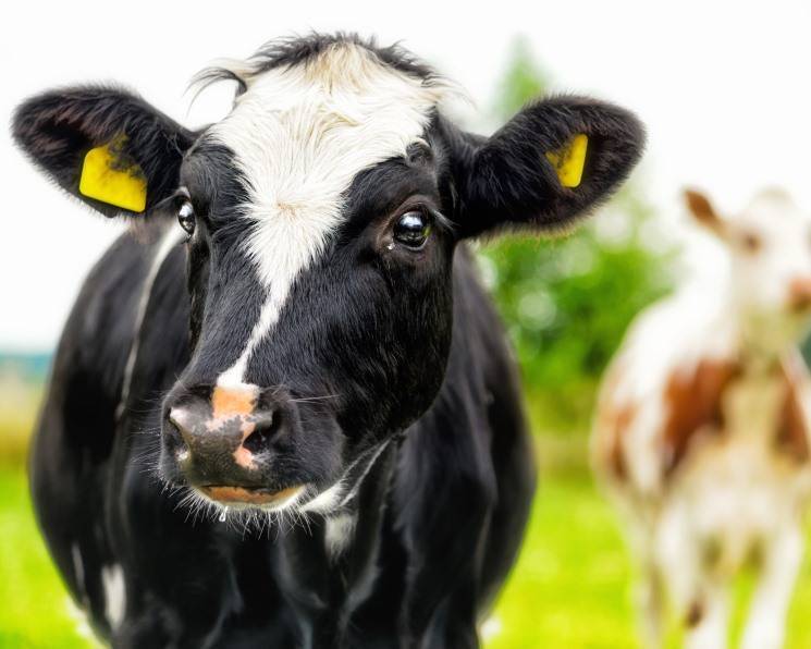 Особенности откорма бычков на мясо: эффективный рацион и правила кормления
