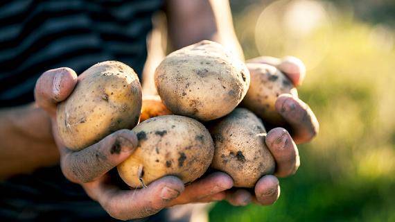 Описание сорта картошки «киви» — сколько дней растет