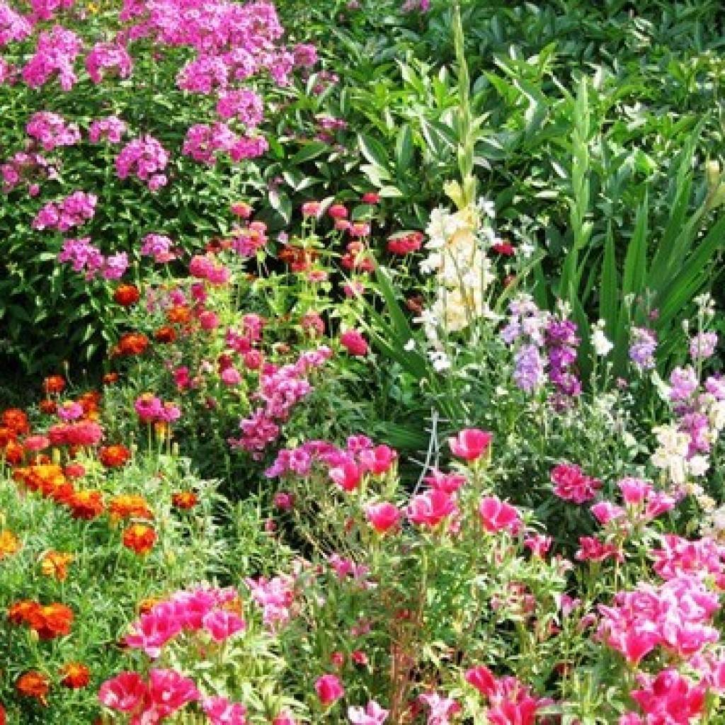 Как сажать и выращивать цветок крупноцветковую годецию из семян