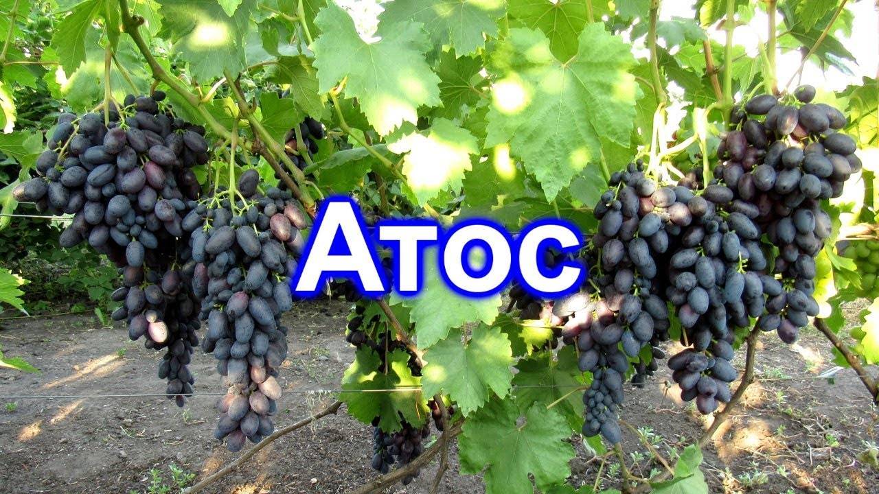 Виноград атос: описание сорта, фото и отзывы садоводов