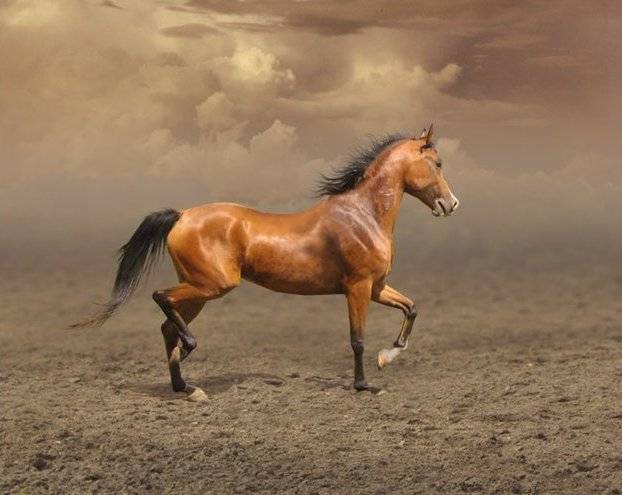 Тракененская порода лошадей: описание характеристик, фото, уход и содержание, отзывы
