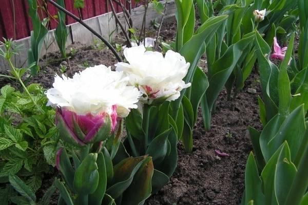 Болезни и вредители тюльпанов: описание и меры борьбы